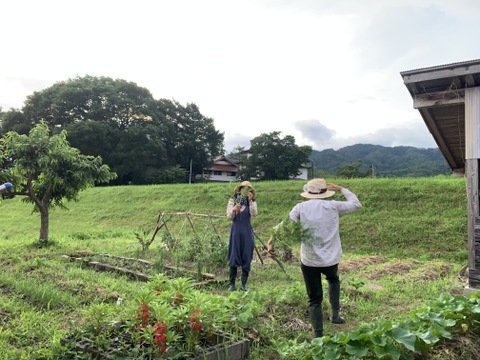 奥出雲産自然栽培ニューメロン(1.5kg程度)