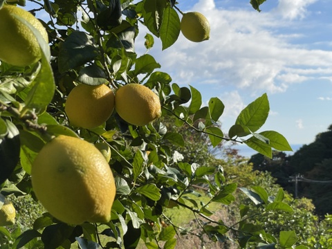 〔秀・優〕完熟イエロー果汁たっぷり！『ATAMI de LEMON®』5Kg- 爽やか芳醇- 品種お任せ