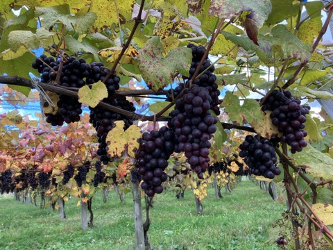 【家計応援】まとめ買いスチューベン 5kg（優品）