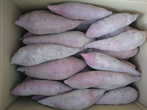 追熟後、ねっとり甘い！砂丘の紅はるか (５kg)