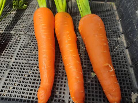 🥕旬を楽しむ！葉付きニンジン2種食べ比べセット✨時なし五寸＆濱美人　計約500g｜【朝どれ】農薬・化成肥料不使用🥕