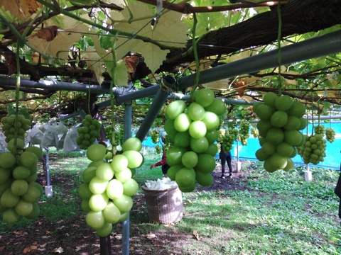 🍇朝採り🍇　訳あり‼️　1房500g超え果汁たっぷり完熟前の大粒シャインマスカット(家庭用1kg以上・2房入り)