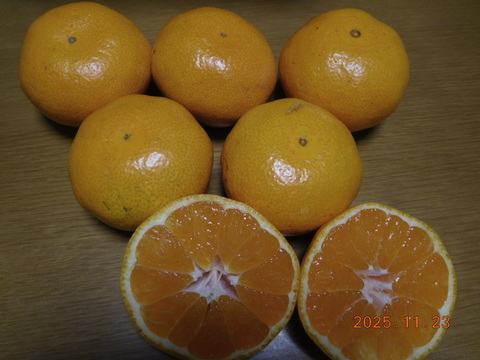 🍊伊豆産　今が旬！とろける甘さ　早生温州みかん 　　　　　　風袋込み約5.0kg