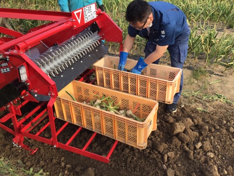 にんにく 令和6年度 青森県産 1kg ホワイト六片種　Mサイズ以上混合