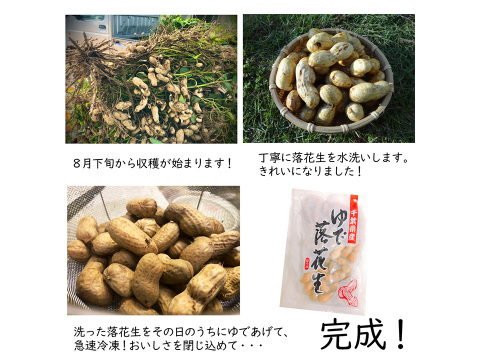 ふっくらほくほく大粒落花生 千葉県産冷凍ゆで落花生 おおまさり400g