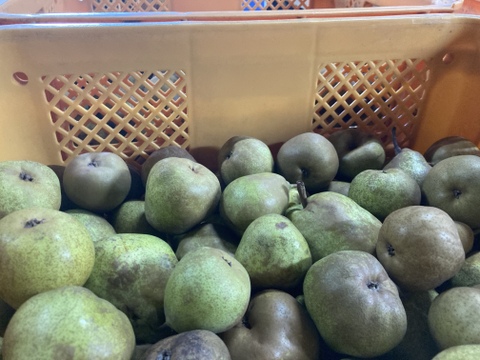 超農薬削減栽培6回のみ　訳あり小玉丸かじりラフランス 箱込4キロバラ詰め！　安心安全に丸かじり！