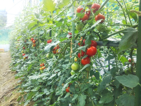 美味しくなりました。完熟フルーツトマト(フルーティカ）です。
「露地栽培の畑でタップリ日光を浴びて完熟状態での収穫です」
１Ｋｇ詰めでお届けします
