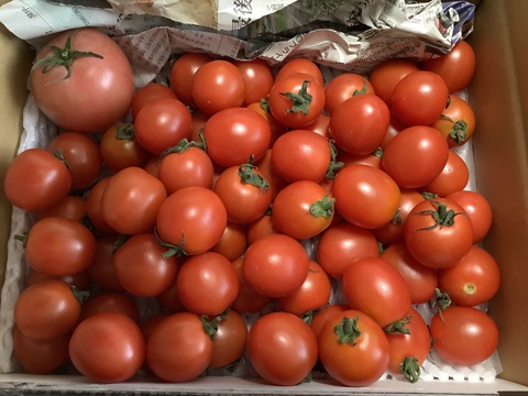 コクと旨味がたっぷり！熊本県八代産ミニトマト『むぞらしか』１kg