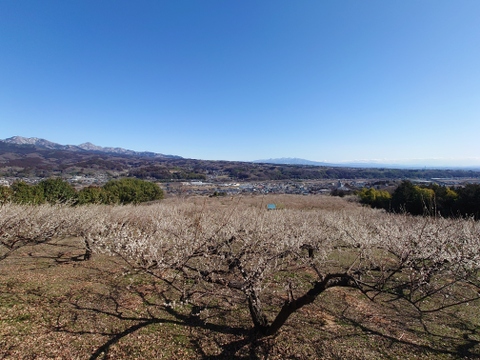 収穫当日に発送！青梅の代表格「白加賀」1kg