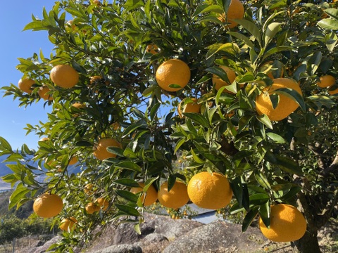 【有機JAS認証】尾鷲甘夏5kg　むいた瞬間、春が来る。