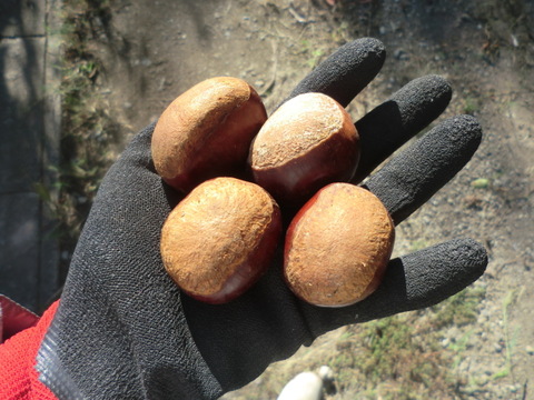 【栗の王様 特大粒 利平栗 】希少で人気の　利平栗　農薬不使用 　900g