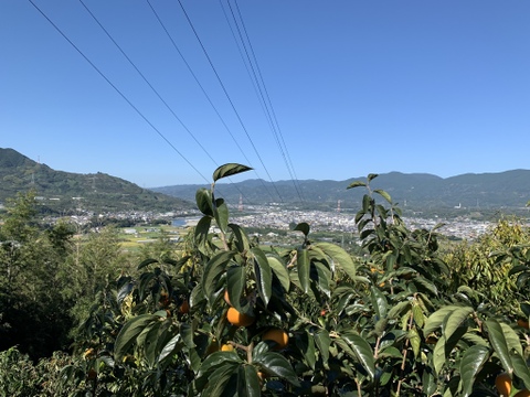 ⚪️送料相当値引き済み⚪️初秋を贈りませんか？和歌山秋の味覚　たねなし柿　贈答用（8～10個入）　※10月1日頃発送開始