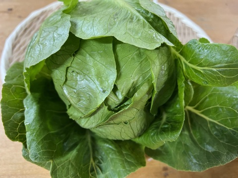 【定期便3ヶ月/旬で新鮮！】淡路島からお届けする新鮮野菜セット Mサイズ（9〜10品入り）の定期便