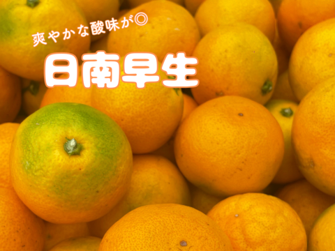 果汁たっぷり！有田みかん 日南早生 5ｋｇ•家庭用