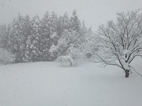 【新米予約】令和8年産 魚沼産コシヒカリ 特別栽培米 精米 10kg【当地比農薬5割減栽培】