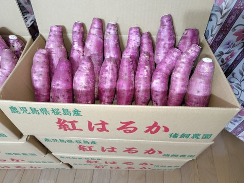 【無農薬】福岡県浮羽町産『紅はるか』特大サイズ　約20キロ ⭐︎20kg⭐︎熟成！蜜たっぷり紅はるか♪Mサイズ：茨城県産のべ