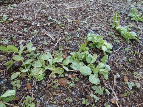 大人気！旬のホクホク薄皮エンドウ(600g)