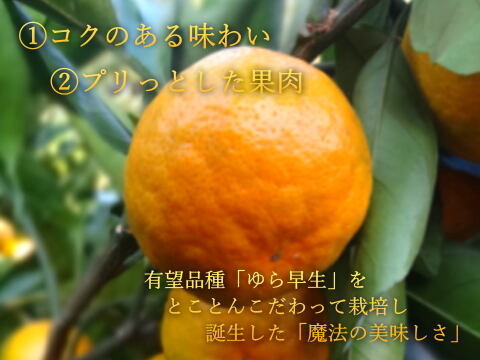 大感動！超濃厚！糖度16度越えも！魔法のみかんとネットで話題！こんなみかん食べた事ない！極早生みかん「ゆら早生」の最高峰！薄皮と濃厚な味わいで毎年リピ続出「ゆらりん」お試し品　約２ｋｇ【225-2k】
