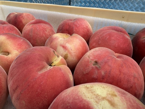 桃の概念が変わる硬さ【おどろき】訳あり品・ご家庭用 2kg