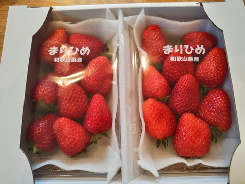 朝採りいちご　まりひめ　デラックスサイズ