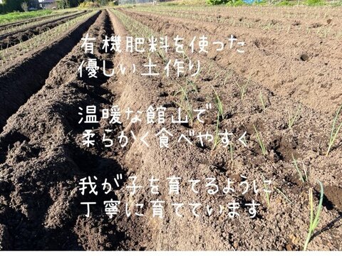 期間限定♪『カラフルスティック人参3色合計1.8キロセット』【クール便】