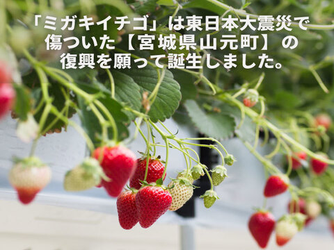 【訳あり特価】ジャム加工におすすめ！宮城県産 小粒イチゴ 3kg(計4箱)