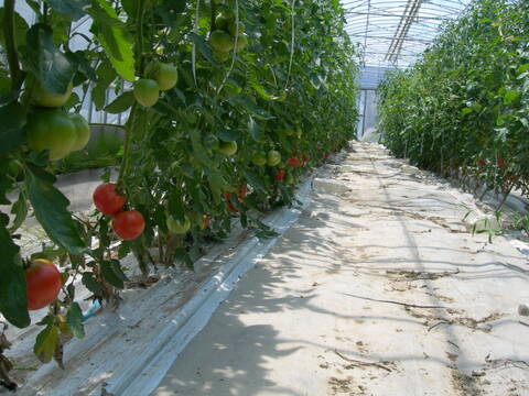 有機トマト100％使用のトマトジュース！「ぎゅぎゅっとトマト」