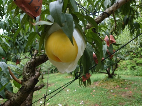 糖度15度以上！『黄金桃』　1.5kg（4-6玉）　飛騨のたからもも