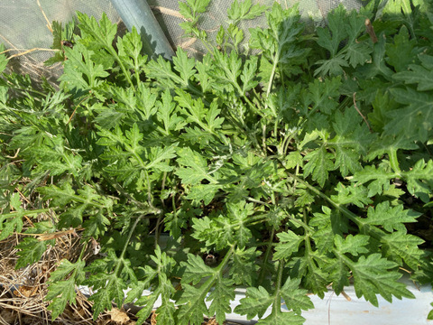 やわらかヨモギ　新芽200g　生葉★農薬化学肥料不使用