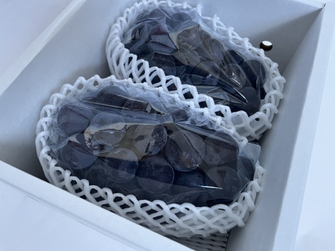 【敬老の日ギフト】ピオーネ 2房　(1房 600g以上)