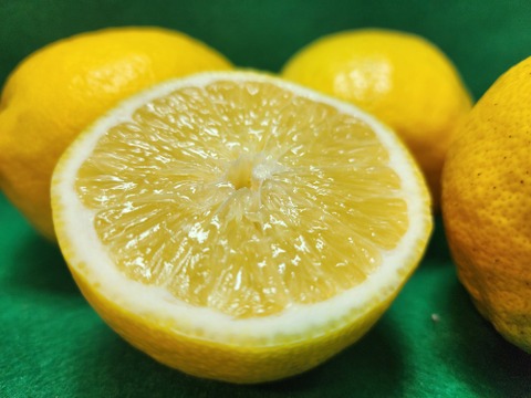 種がないレモン箱込約4㌔　1,000箱以上売れるレモン