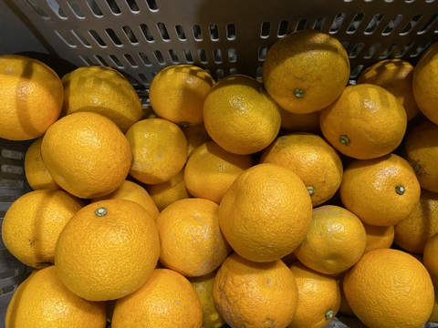 ホロ苦甘い！ジューシーな【小玉＆選果落】八朔（はっさく）（５ｋｇ）