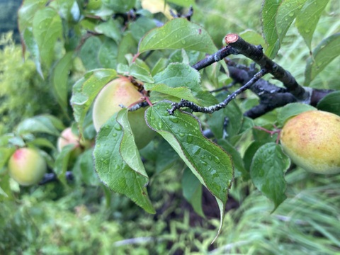 ⭐️高知産自然農⭐️桃みたいな梅少〜中混合🍑ほぼ木で熟れてます💕2キロ