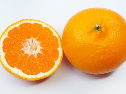 【絶品柑橘】愛媛県産 完熟はれひめ２ｋｇ ご家庭用 農薬不使用 自然栽培 愛媛県産