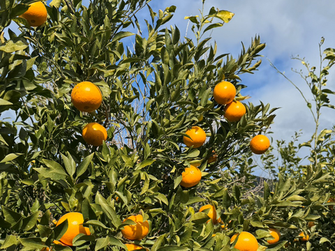 甘くて爽やかな希少柑橘🍊ご家庭用 春峰【サイズ混合・5kg箱】