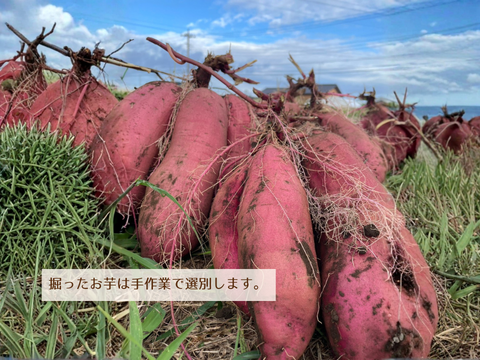 【新登場🍠】ほどよい甘みでパクパク食べられる！ほしいも「べにはるか平干し」200g×3袋　メール便発送