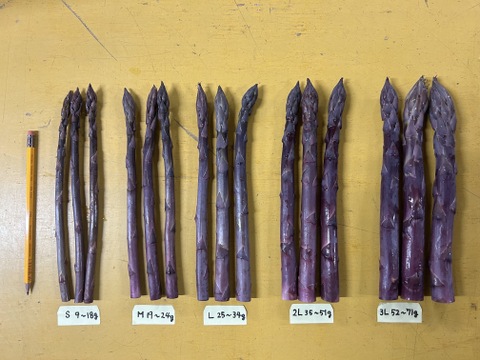 (PS)[有機JASパープルアスパラガス]ご家庭用特別価格Sサイズ(北海道)(春芽)