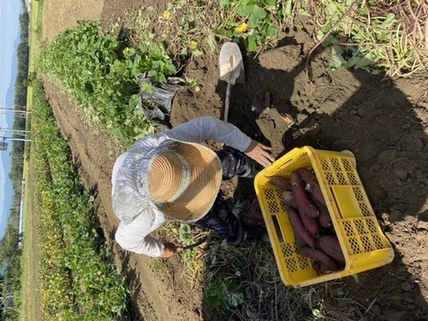 訳あり品　正規品も入ってます！甘くて美味しいシルクスイート3.5キロ