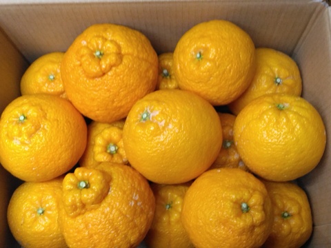 静岡県産　タンゴール　不知火　大玉サイズ　約4.0㎏