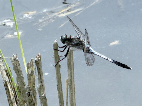 【令和7年】ミルキークイーン・玄米（10kg）【栽培期間中　農薬・化学肥料不使用】
