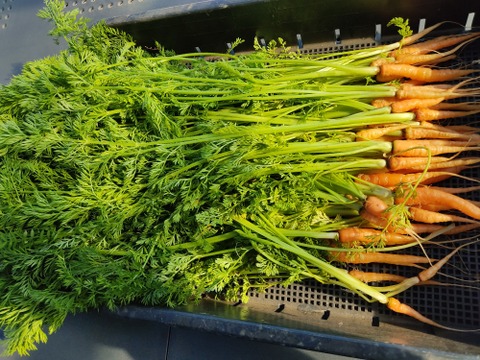 ✨【農家厳選】瑞々しさが自慢。毎日使える旬の野菜詰め合わせ（5〜6品）✨