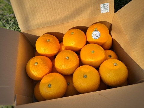 オーガニック清見オレンジ＆はっさく 5kg  (和歌山県産有機栽培フルーツ)【柑橘食べ比べ】