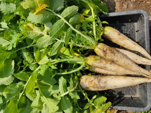 ✨ころんと可愛い「春待つ大根」約1.8kg　農薬・化成肥料不使用✨