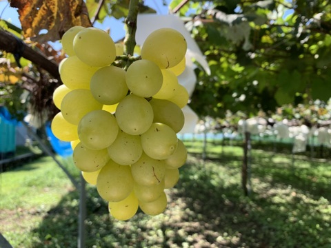 ３種類セット  黄玉・オリエンタルスター・ベーリーA(種あり) 各40ｇ