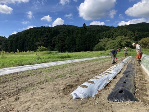 発送直前に収穫！旬の野菜セット（７～８種類）