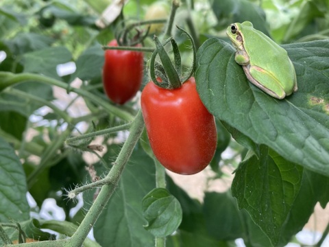 太陽の恵みをめいっぱい！季節の野菜セット【7品目】＃栽培期間中農薬・化学肥料不使用