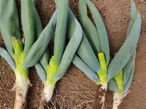 ✨【訳あり】下仁田ネギ（ネギ坊主摘み取り）詰め合わせ約1kg（7〜12本、サイズ混合）農薬・化成肥料不使用✨