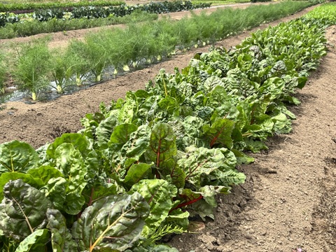(60) [信州産]元気いっぱい！夏野菜の玉手箱！