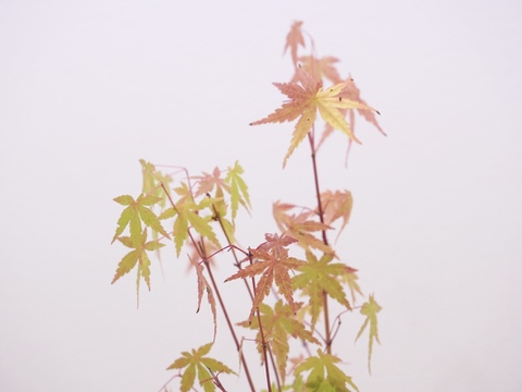 ミニ盆栽【紅葉🍁ヤマモミジ×白黒縞陶器】高さ40cm×横12cm【夜市限定】