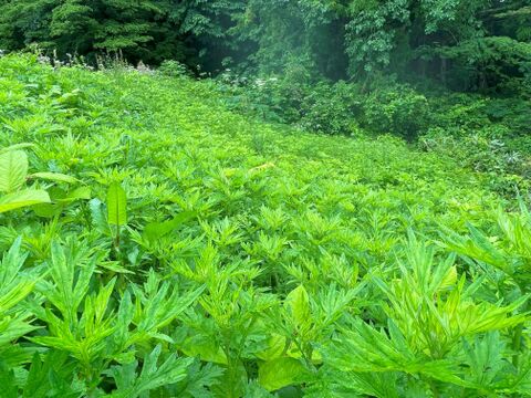 栃の実とよもぎ草の２種類の丸餅を食べ比べセット(栃餅、草餅 各種真空包装５個入り２袋ずつ２０個)